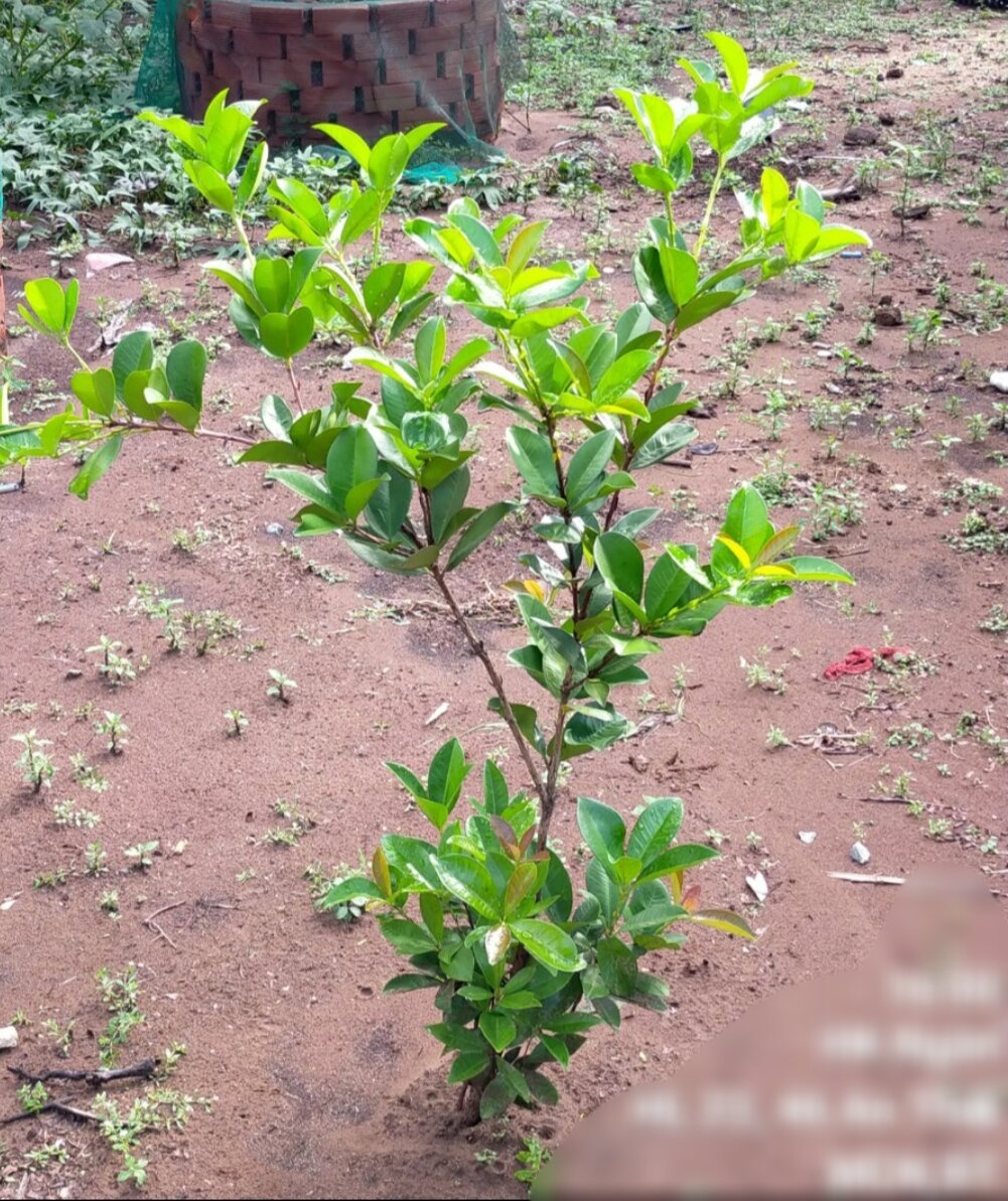CÂY GIỐNG CHERRY Chịu Nhiệt tốt
