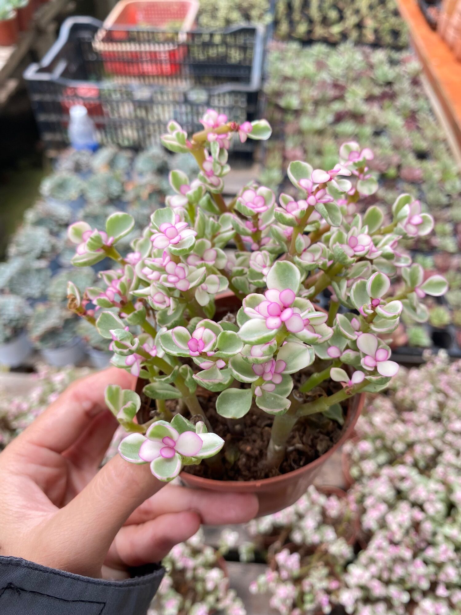 Sen đá Đola hồng Size chậu 8cm Hư 1 Đổi 1