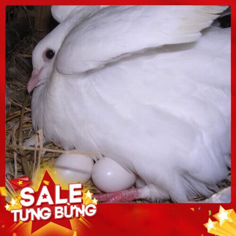 Trứng bồ câu giả trứng nước