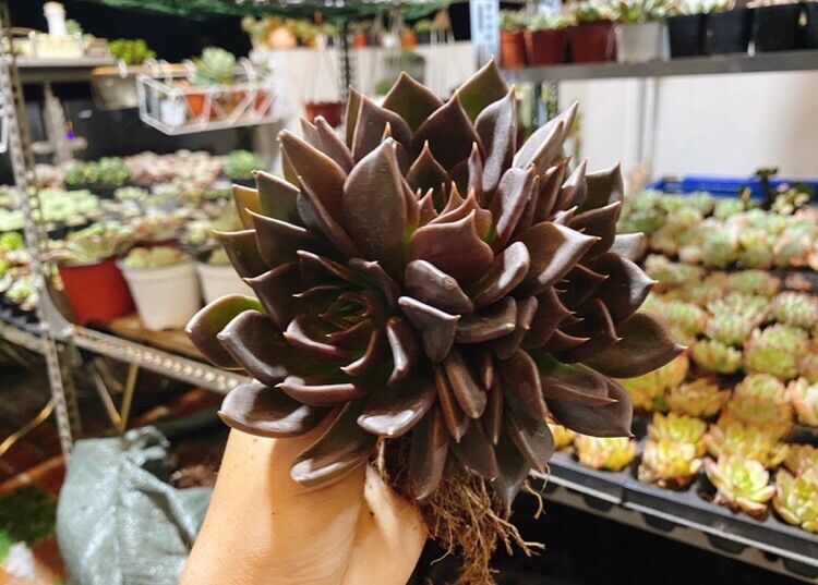 Sen đá Black Prince, 1 gốc 3 đầu