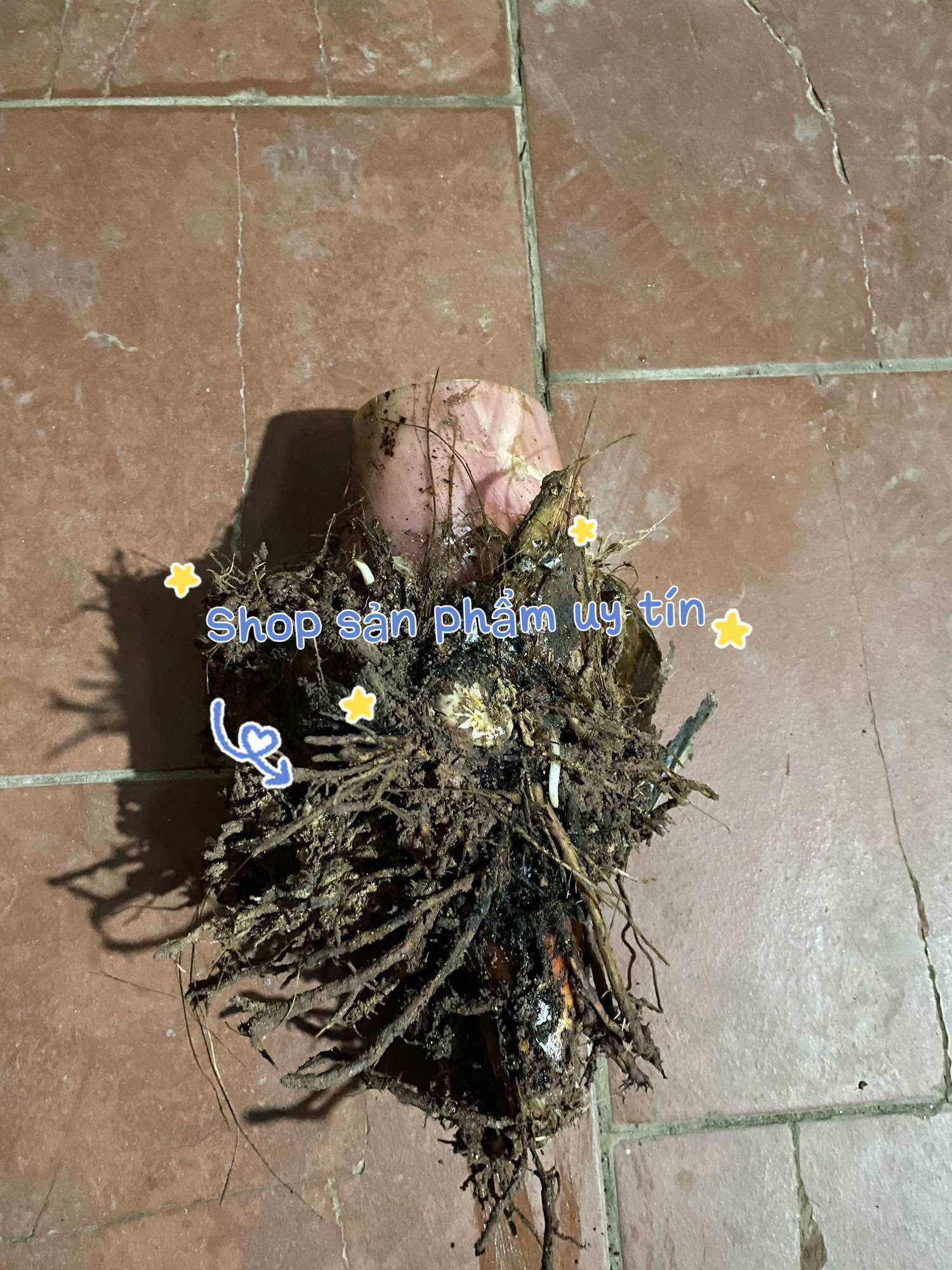 Chuối hột rừng (gốc giống)