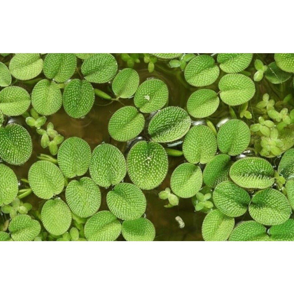 Bèo tai chuột thủy sinh - 10 cây bèo tai chuột thủy sinh