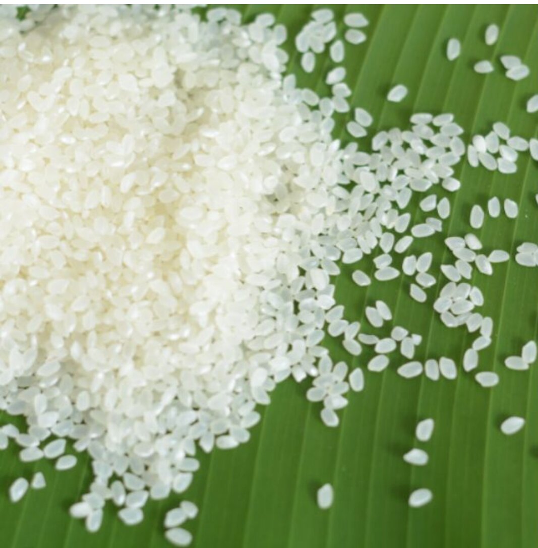 Gạo sén cù tây bắc