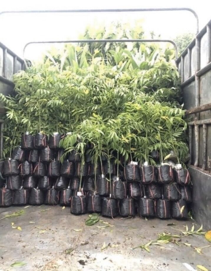 Cây cóc giống Thái