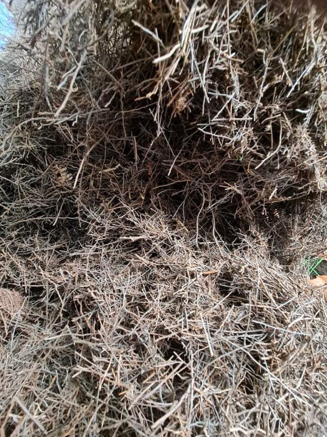 1kg dớn cọng trồng lan, cây cảnh