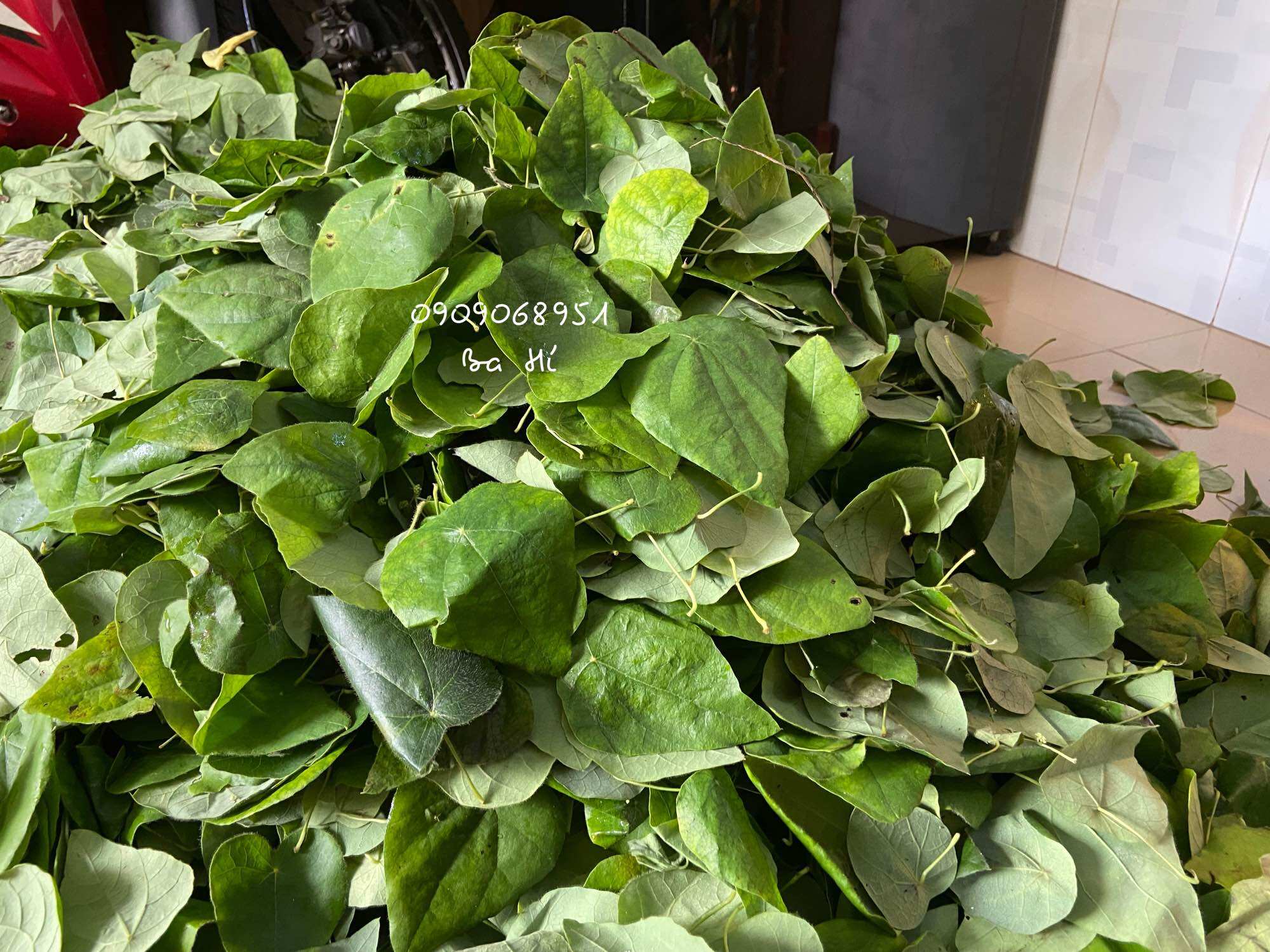 Lá sương sâm lông hữu cơ