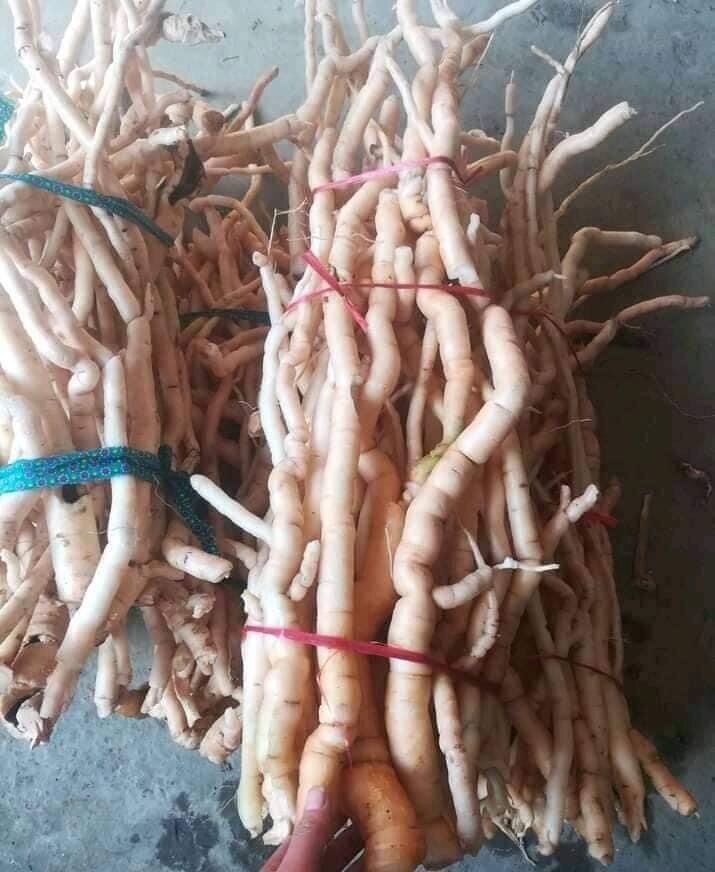 Sâm đất núi đá (200k/3kg)