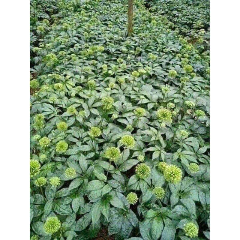 100gr nụ hoa tam thất bao tử( khô , thơm , sạch)