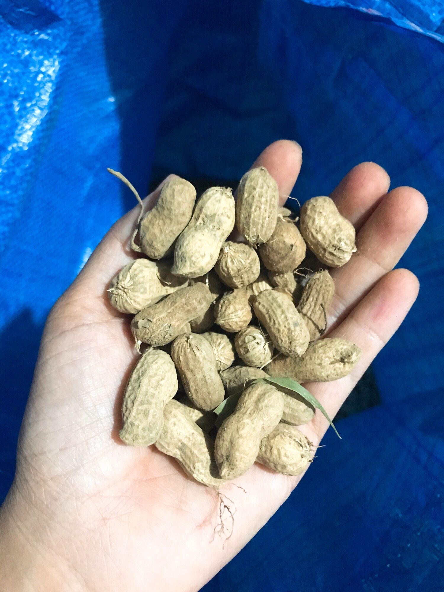 Đậu phộng sống nhà làm (500gram)