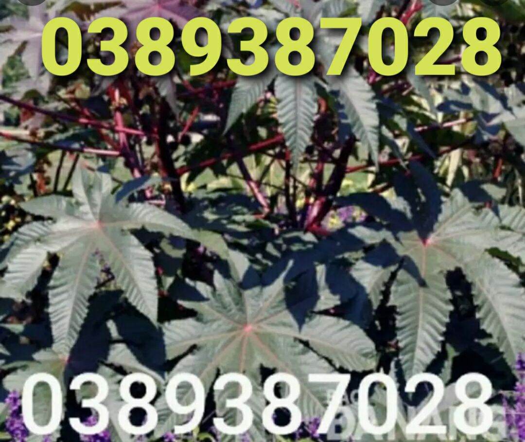 lá thầu dầu tươi,1kg