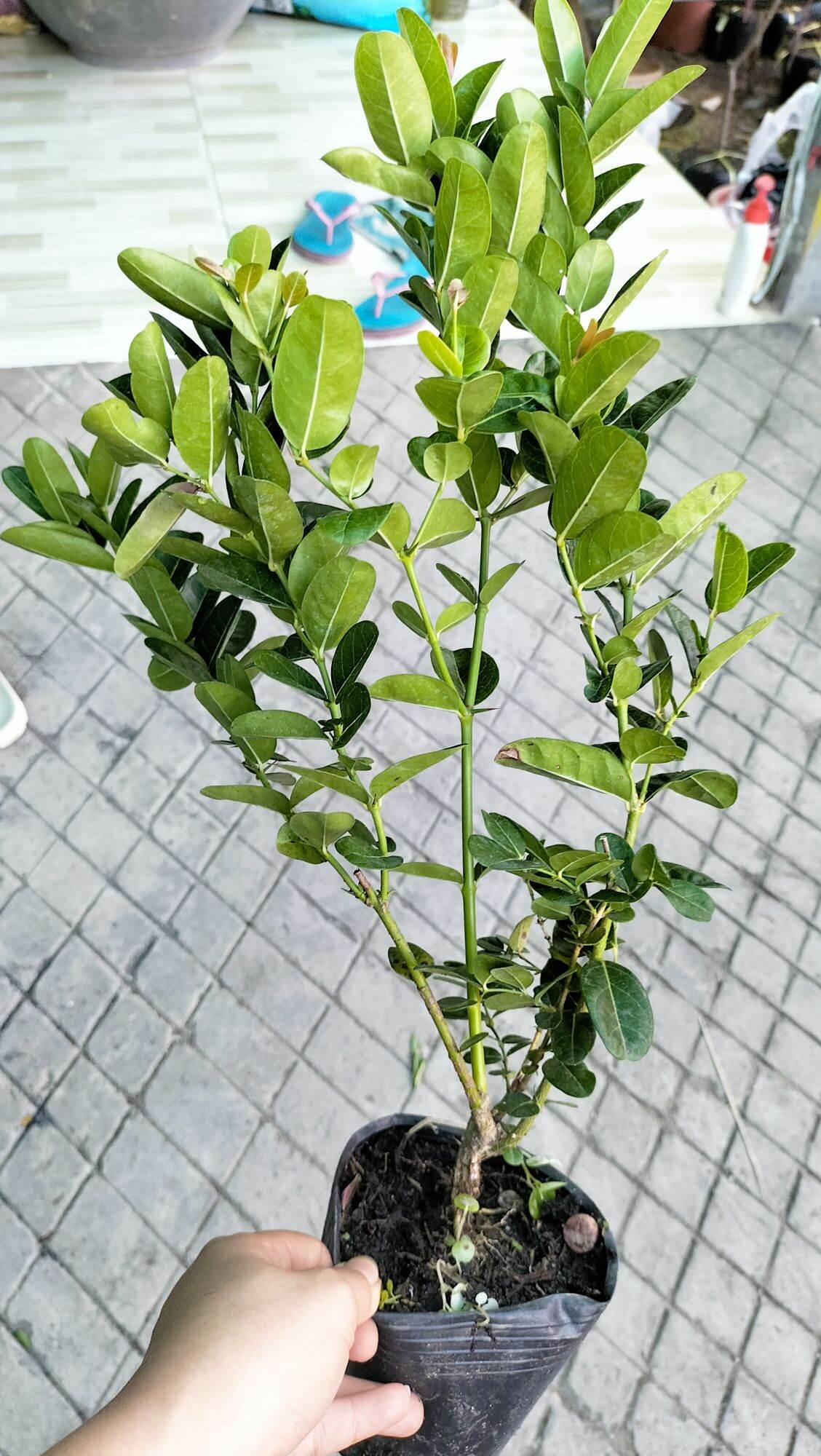 combo 5cây siro giống