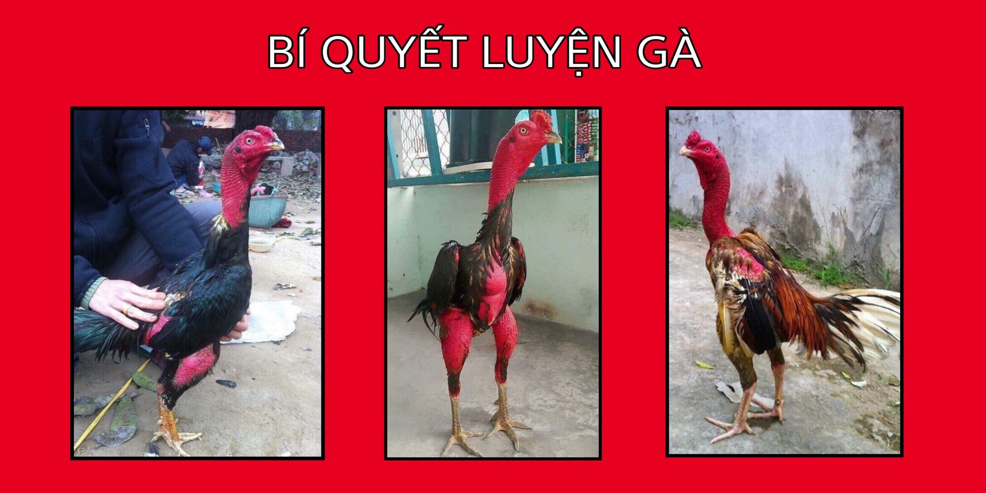 Herbal suit chicken coop