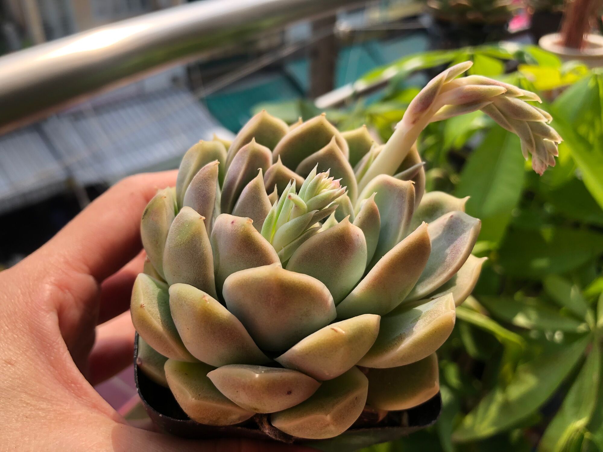 Sen đá pha Lê tím nhạt