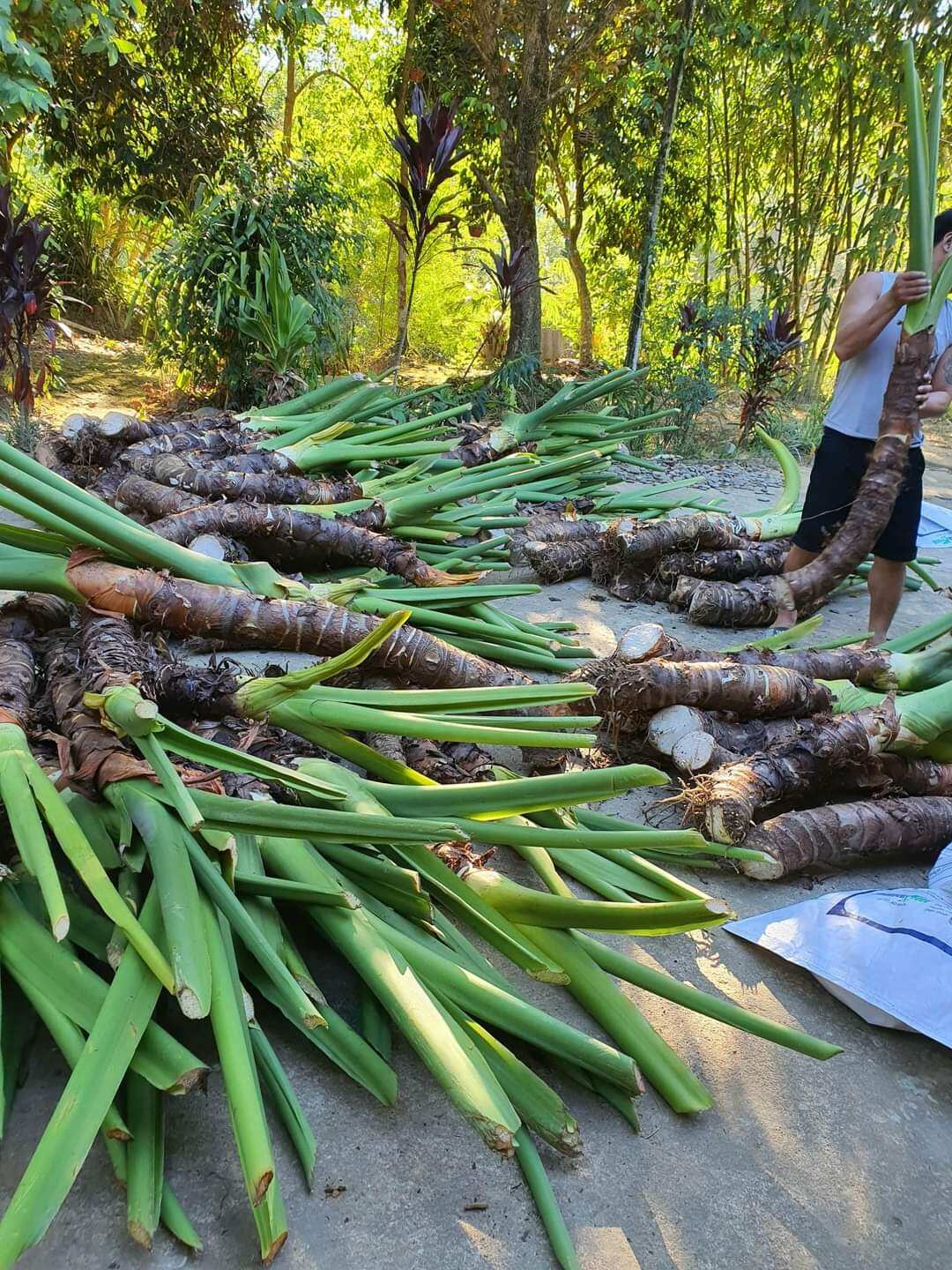 1kg củ bạc hà núi tươi  (củ ráy voi)