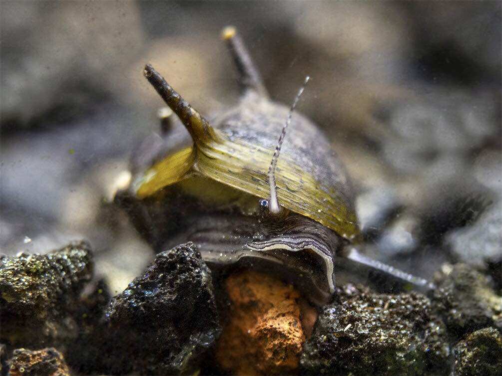 Ốc Nerita Gai, size 9mm đến 11mm (sl: 10 con)