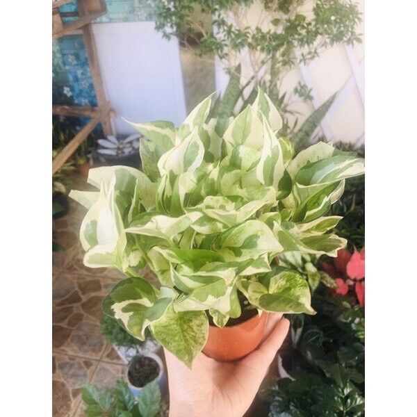 Cây trầu bà cẩm thạch lọc không khí