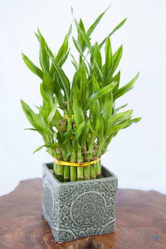 Cây phát tài kèm chậu