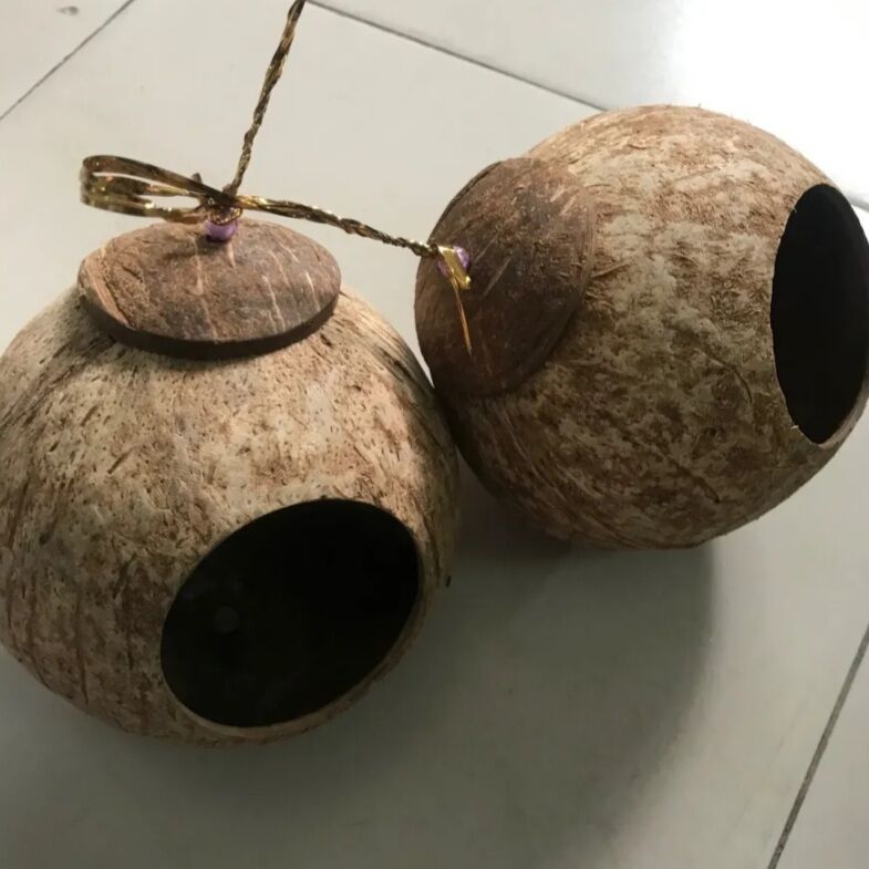 Hang dừa cho chim,ốc,bò sát..vv.v.