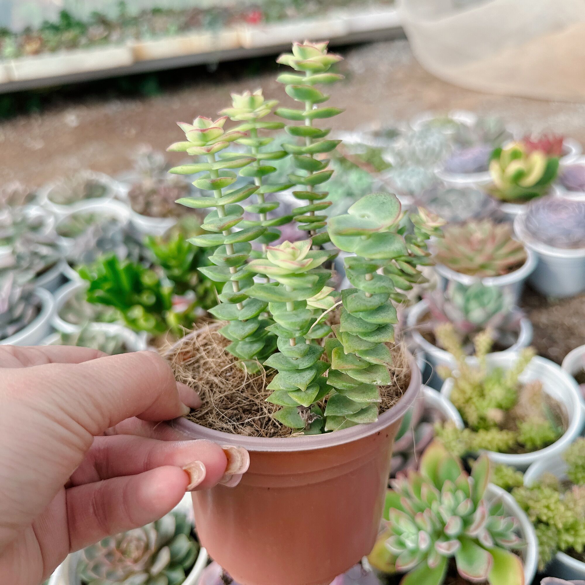 Sen đá xiên thịt chậu trung 5-7cm