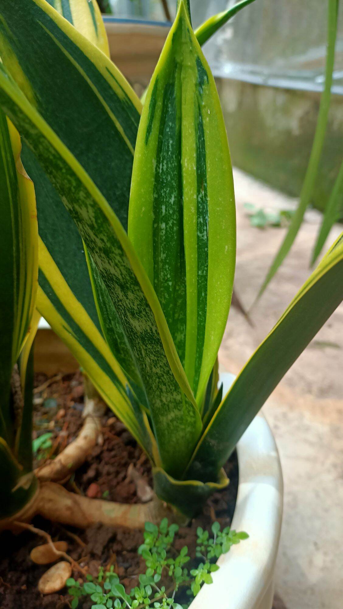 Combo 3 Cây giống Lưỡi Hổ Lùn viền