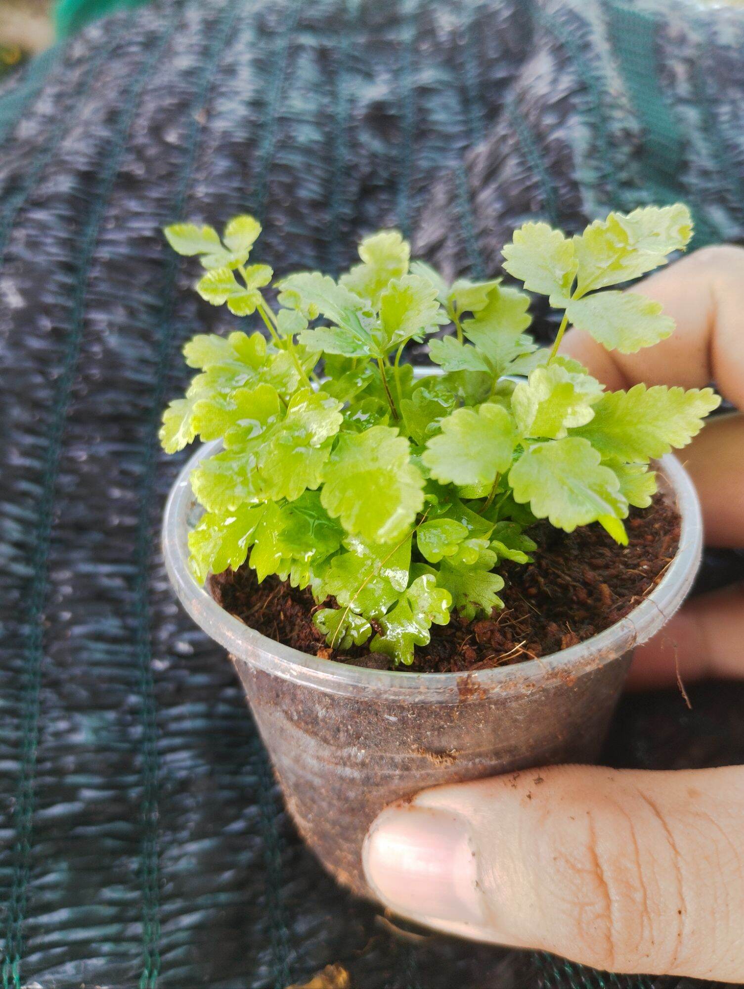 Dương sỉ mini xanh