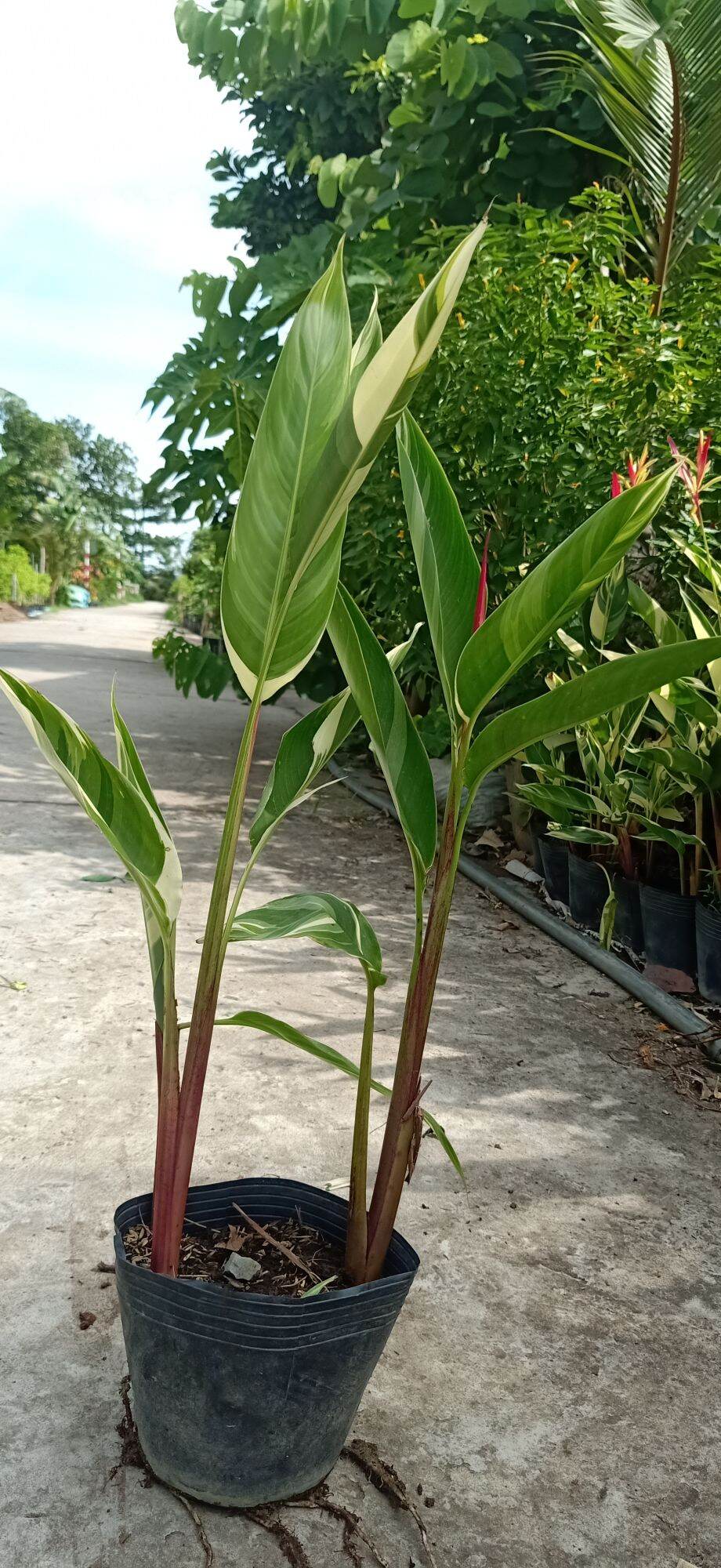 cây két cẩm thạch( cây hoa thiên điểu cẩm thạch)- cây kiểng làng hoa sa đéc