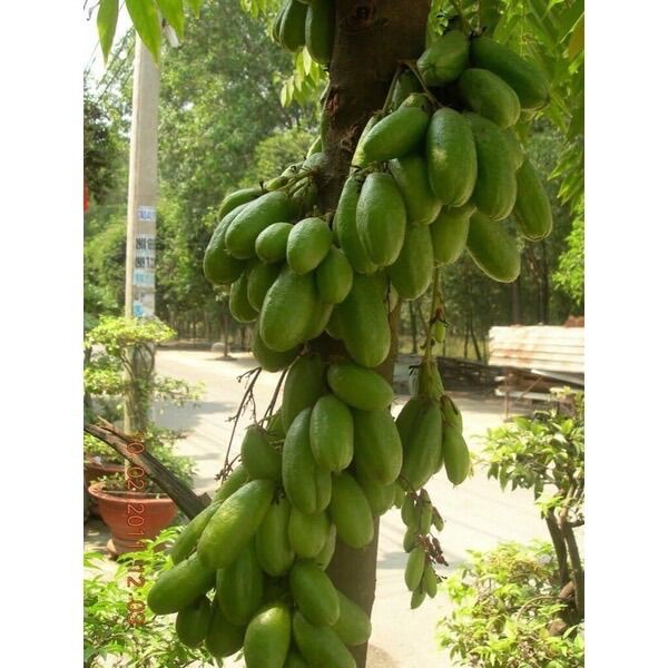 Cây khế tàu(1 bầu cây)