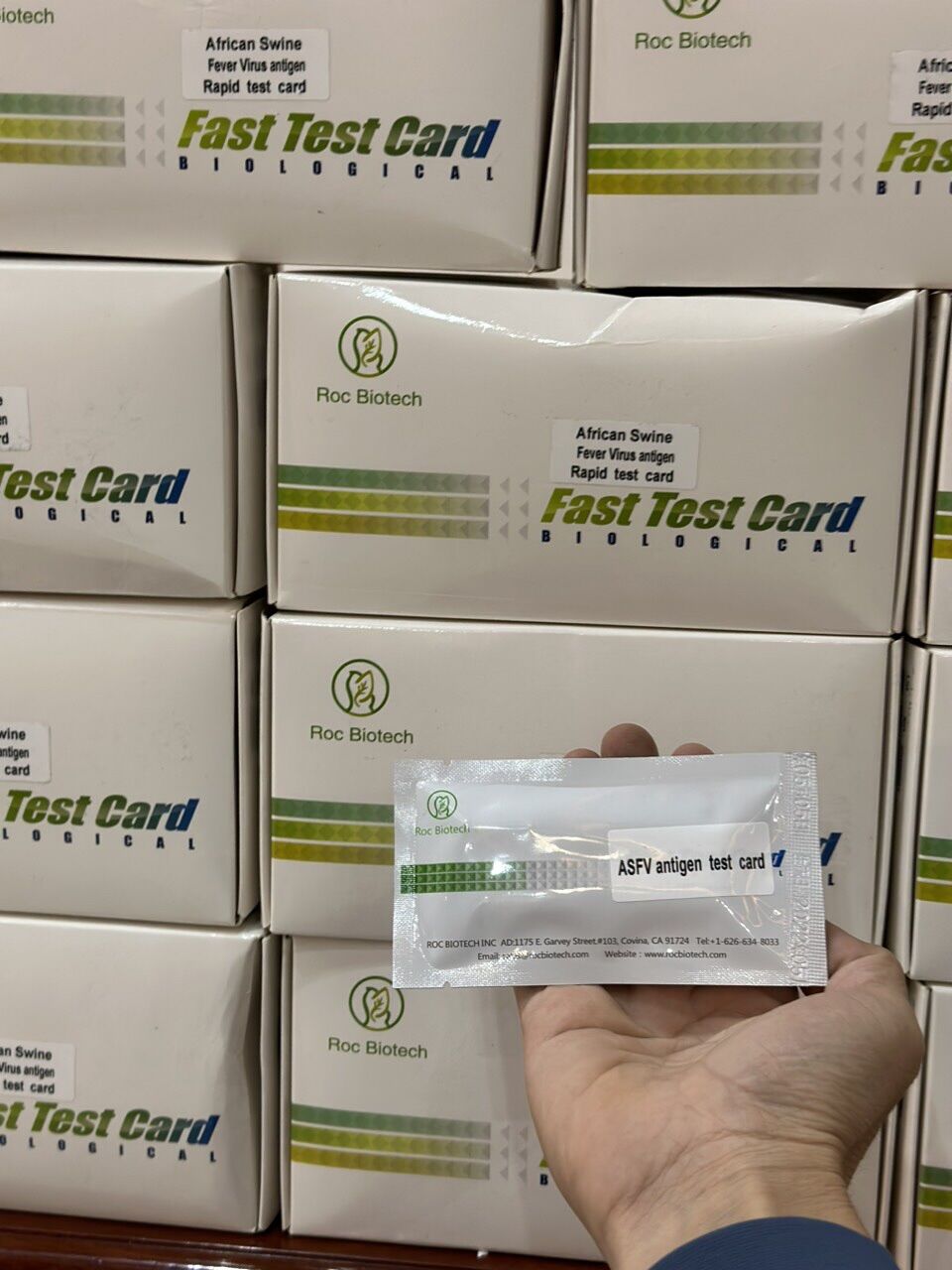 Que tesd dịch tả châu phi
