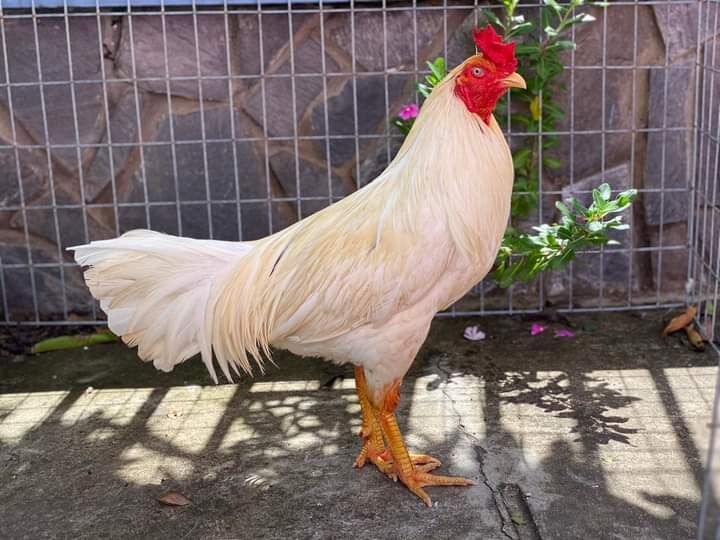 10 trứng gà ấp nở con giống