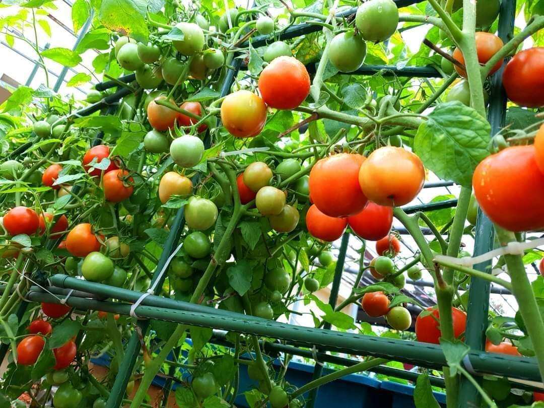 50 cọc chống cây làm giàn 1m8 fi11