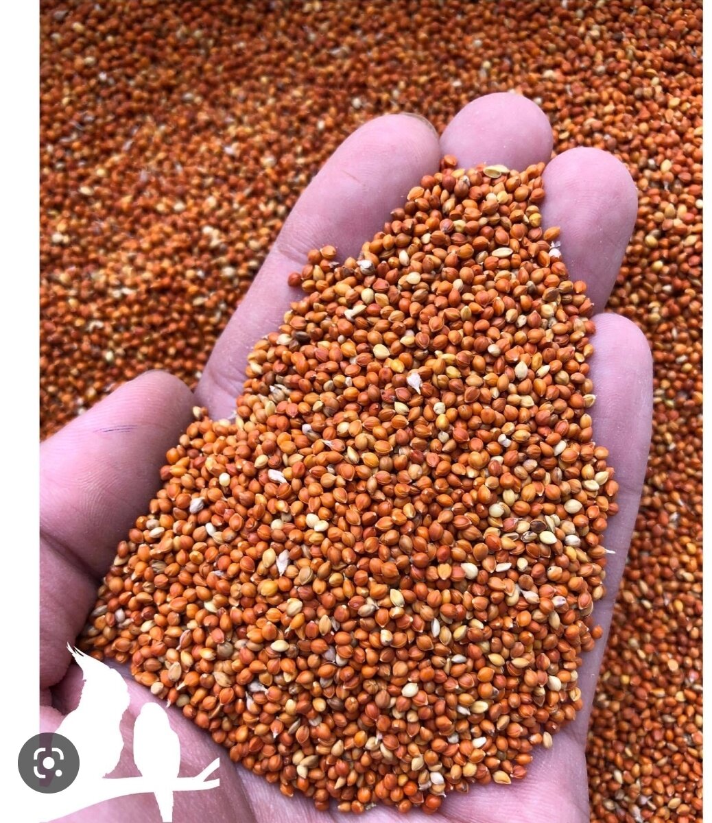 1kg hạt kê đỏ hạt nhỏ thức ăn cho chim, vẹt...