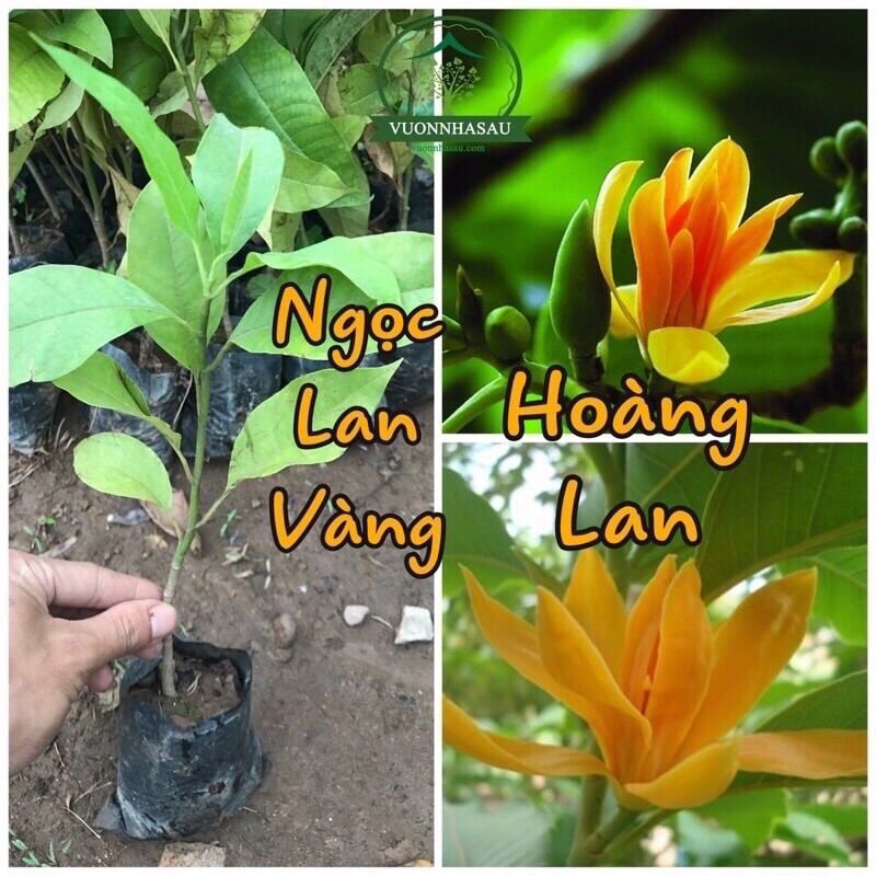 Cây Giống Hoa Ngọc La(Hoàng Lan)