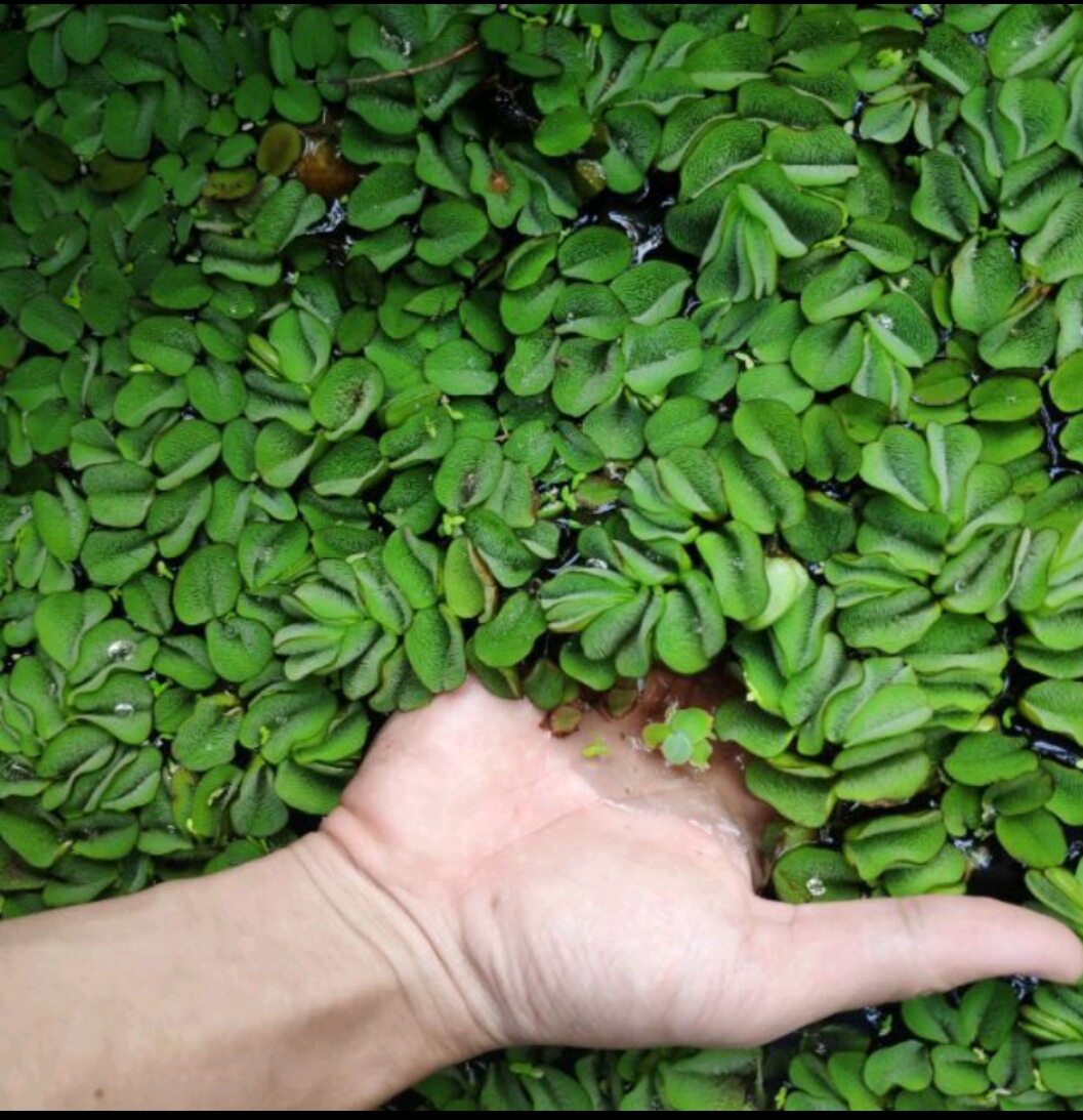 Bèo tai chuột 2k/2cây
