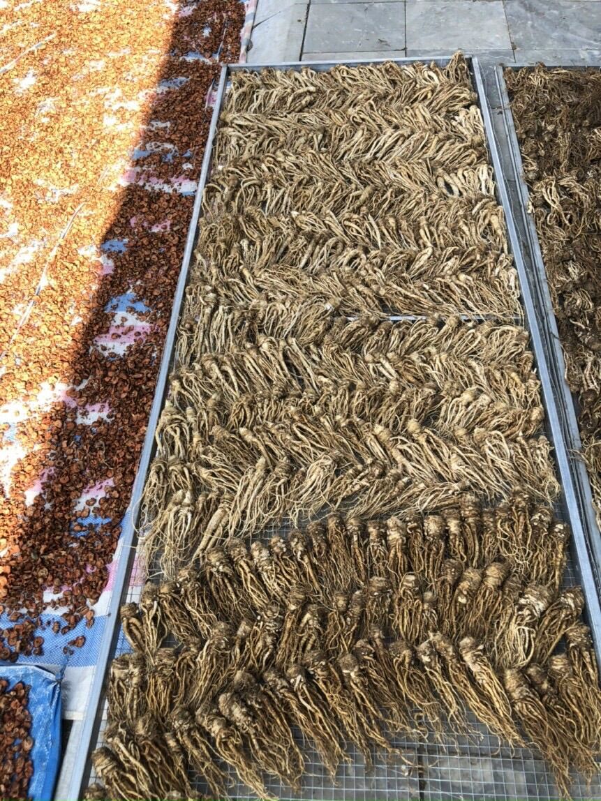 Sâm đương quy khô ( 200k/kg)