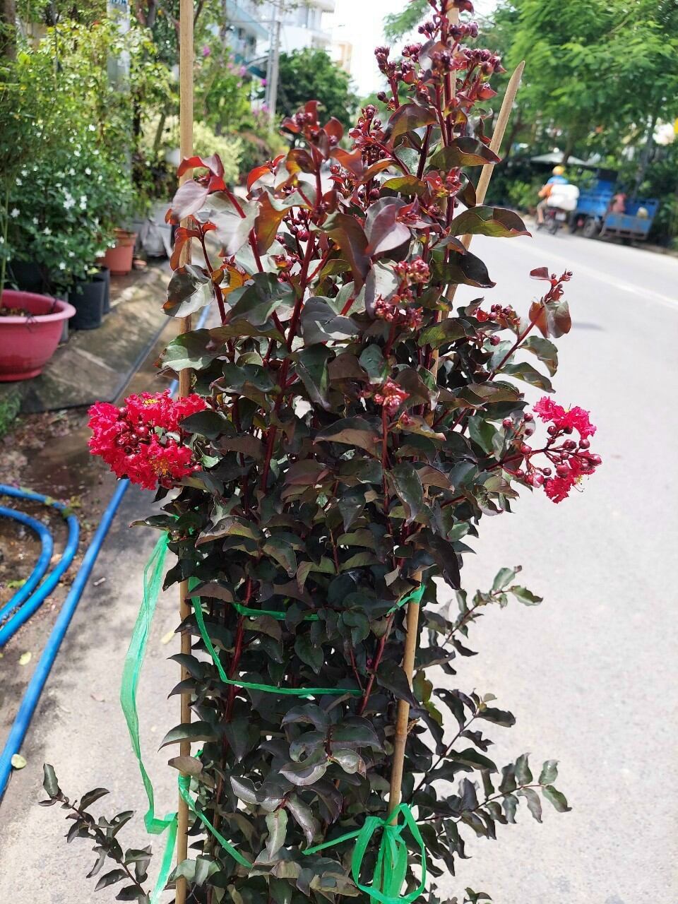 Cây hoa tường vy huyết long