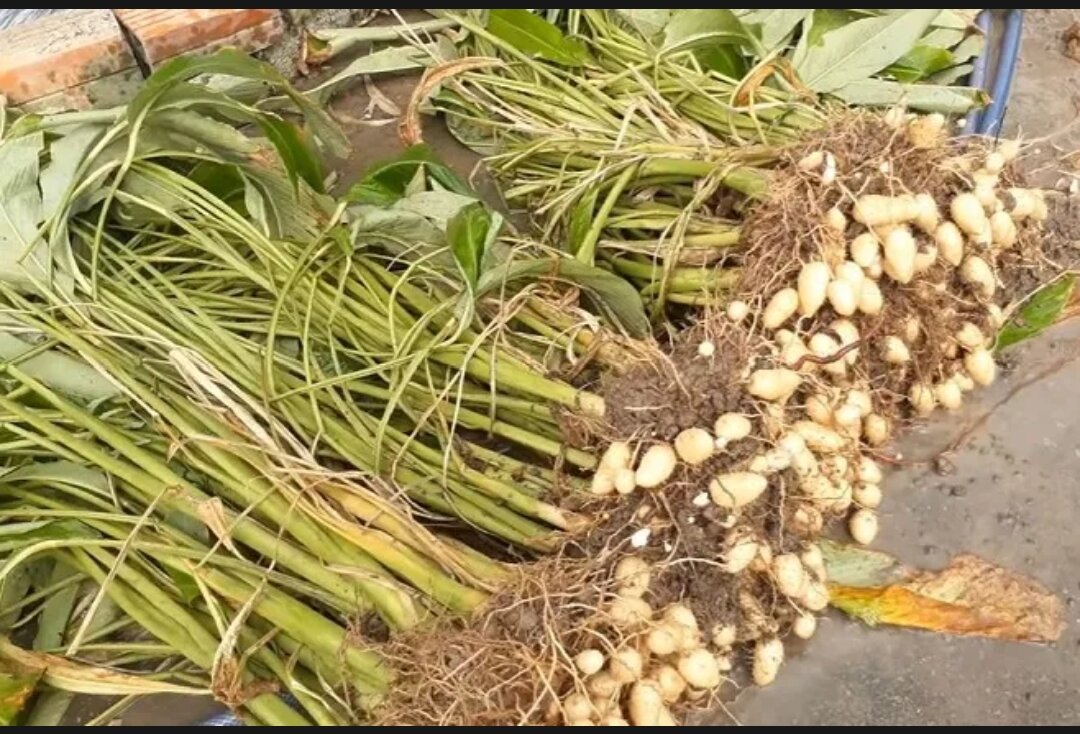 Củ Lùn tươi-1Kg