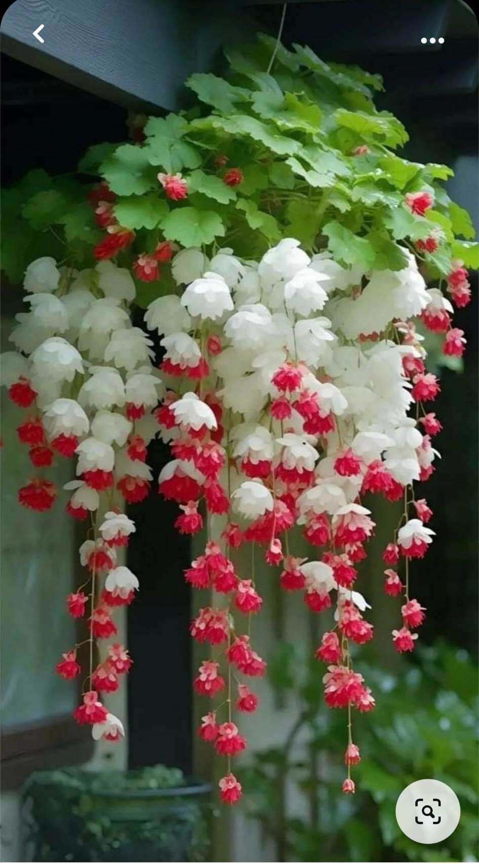Hạt giống hoa chuông gió