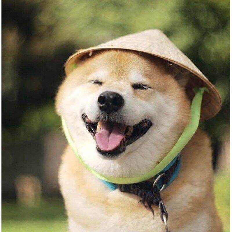 Nón lá đội cho thú cưng