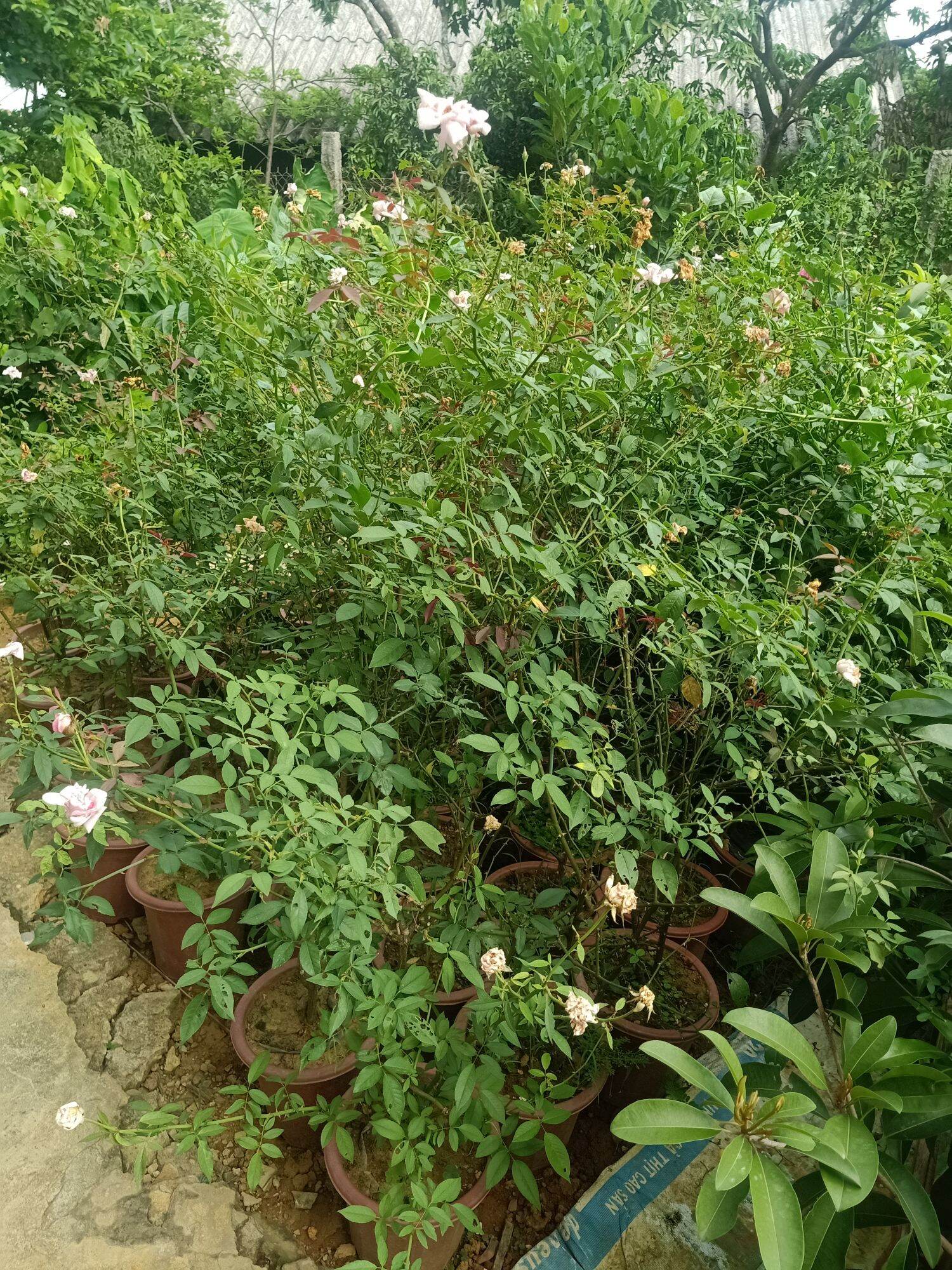 Hoa hồng đào cổ