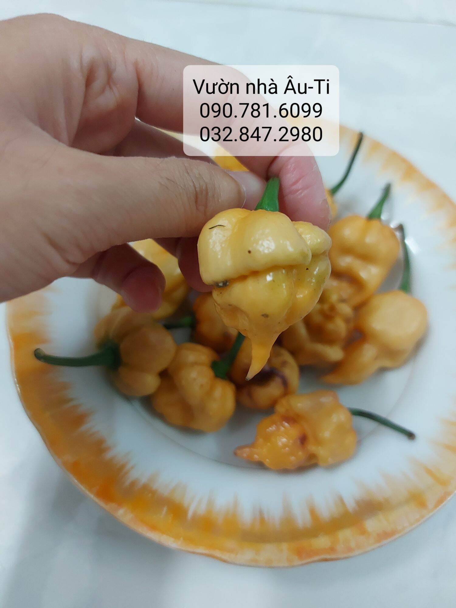 Cây ớt Pockmark Peach như hình