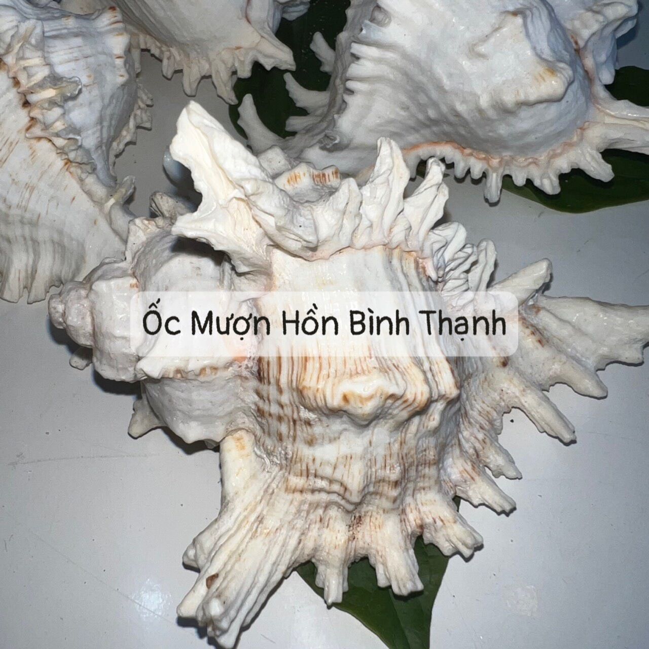 Vỏ Ốc Gai - OMHBT