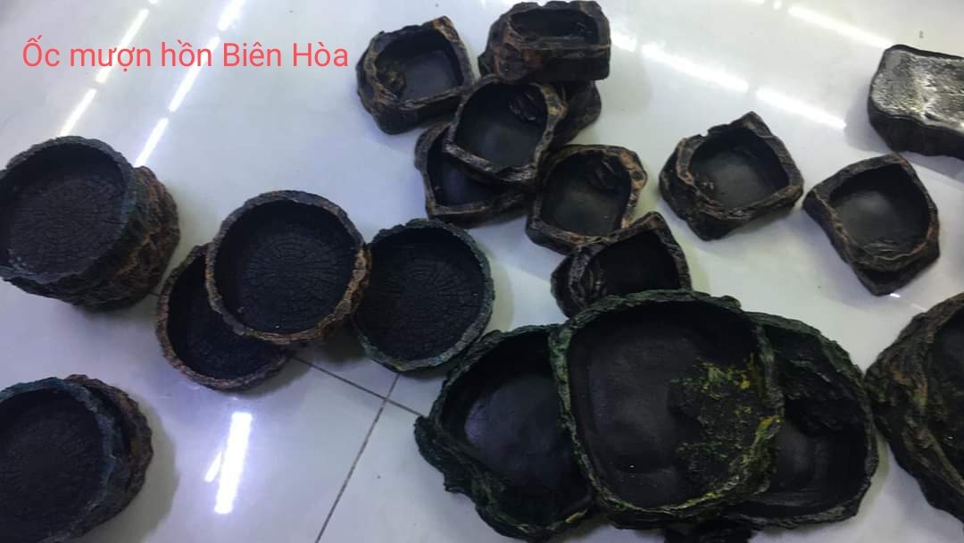 Chén ăn cho bò sát. Ốc mượn hồn Biên Hòa