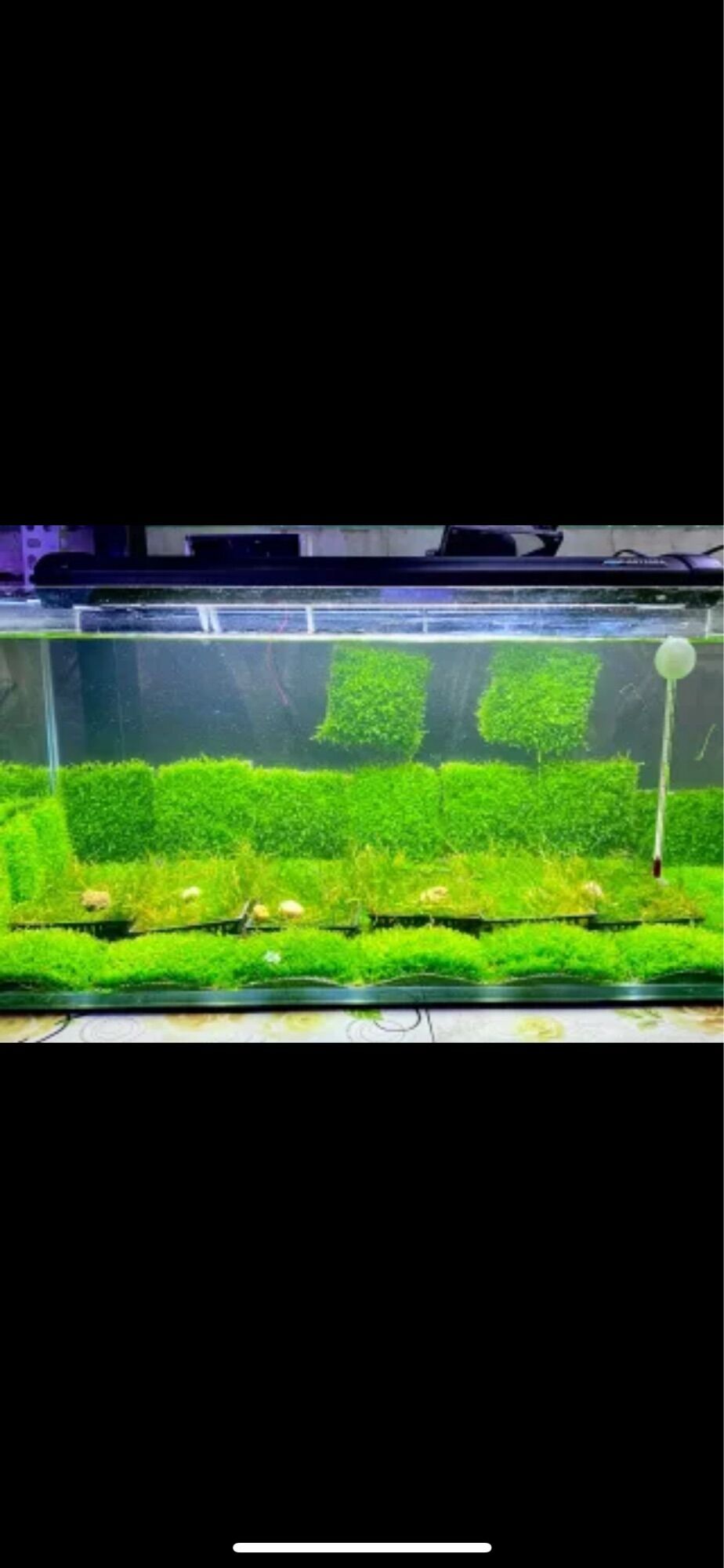 1 vỉ Rêu Mini Taiwan dán lũa