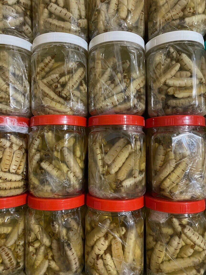 10 con mối chúa size đại ngâm rượu