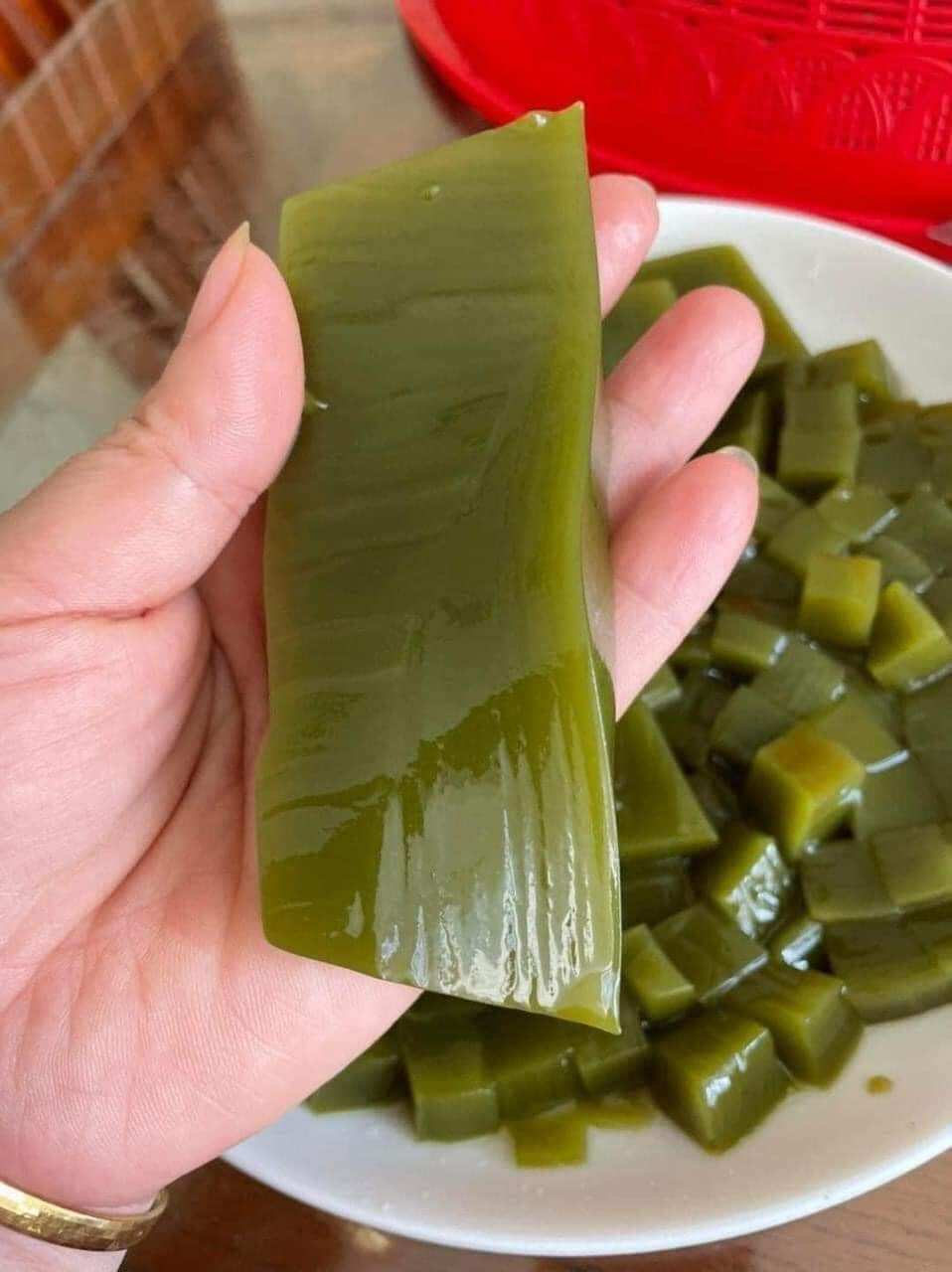 Cây găng nếp làm thạch (cây găng gai )- cây giống