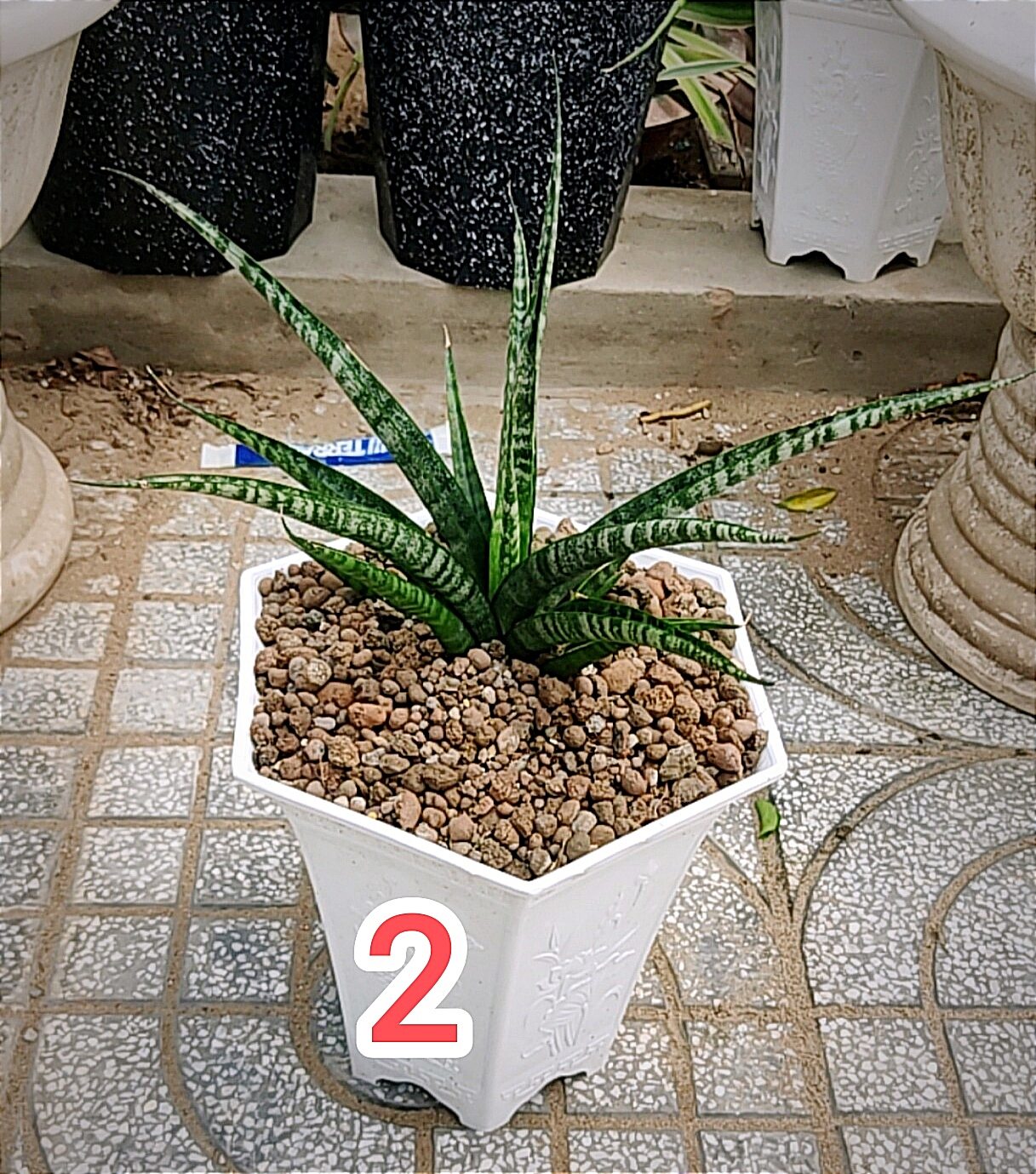 cây lưỡi hổ vân lá đẹp - Sansevieria Crocodile Rock