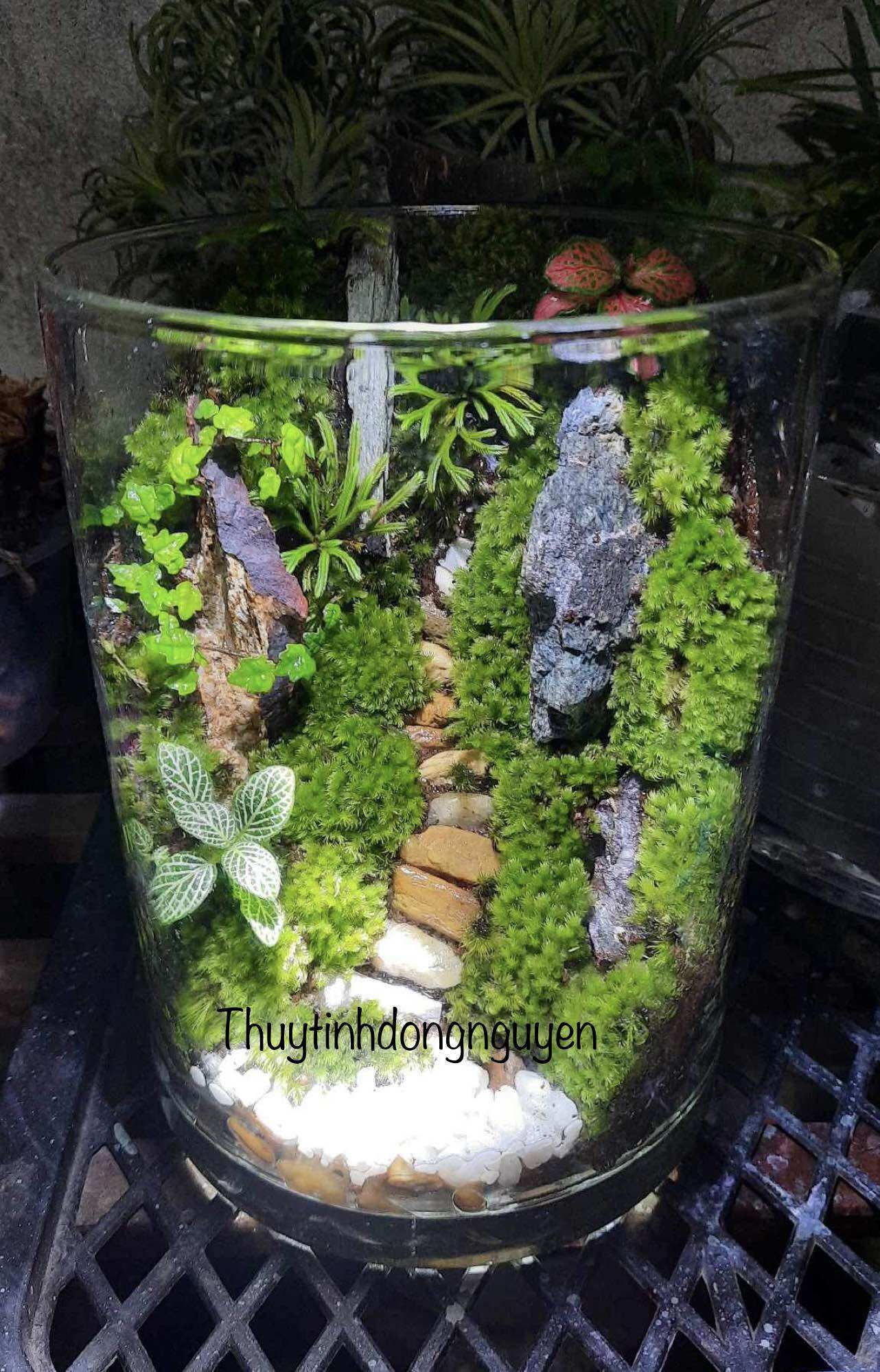 (D18cm x H25cm) Chậu thuỷ tinh, bể cá mini, bình thuỷ tinh 18x25cm (đường kính 18cm cao 25cm)