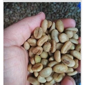 HẠT GIỐNG CÀ PHÊ DÂY THUẬN AN [ 1 KG  HẠT TUYỂN CHỌN BAO NẢY MẦM] CÓ BẢO HÀNH.