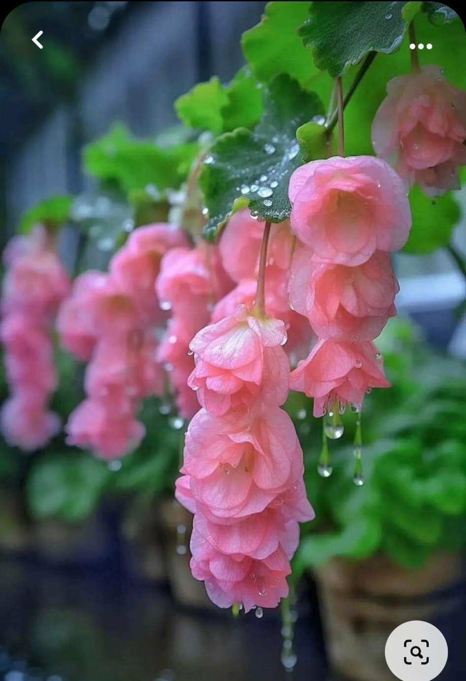 Hạt giống hoa chuông gió(100_150hạt)