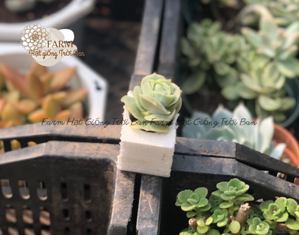 Sen đá hoa hồng hà lan 🥦 size 3-5cm 🥦 đã thuần khí hậu 🍎 xuất xứ đà lạt 🍓